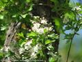 Crataegus microphylla -Crataegus oxycanta
